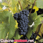 Pinot noir grape varieties
