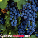 Merlot grape varieties