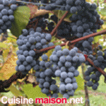 Gamay grape varieties